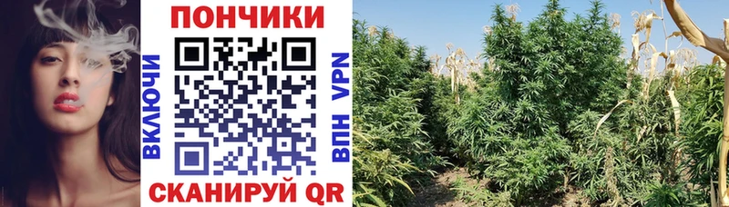Бошки Шишки индика  купить   Богородицк 